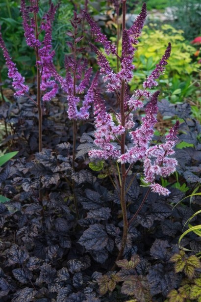 Астильба китайська Дарк Сайд оф зе Мун|Astilbe chinensis Dark Side of the Moon|Астильба китайская Дарк Сайд оф зе Мун